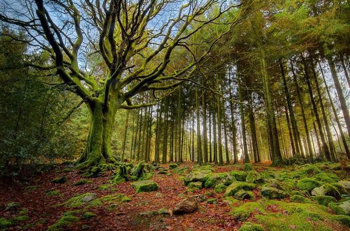 Bosques y selvas de México: clave en la lucha contra el Cambio Climático; convocan a foro para su análisis