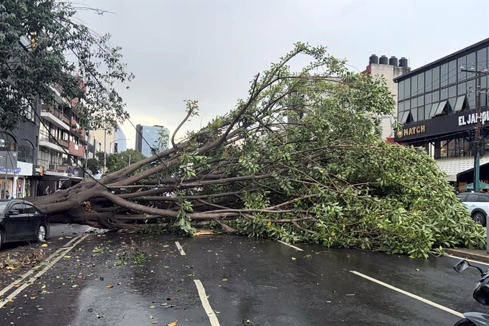 Lluvias reblandecen el suelo en CDMX: árboles caen sobre autos y peatones Lluvias reblandecen el suelo en CDMX: árboles caen sobre autos y peatones