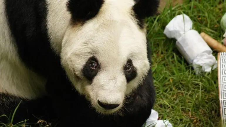 CDMX celebra los 35 años de Xin Xin, la única panda gigante de Latinoamérica CDMX celebra los 35 años de Xin Xin, la única panda gigante de Latinoamérica