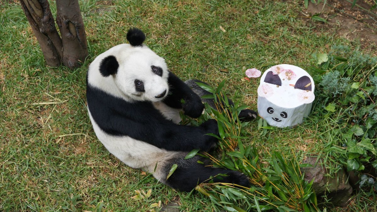 La historia de Xin Xin, la panda que vive en la CDMX y que acaba de cumplir 35 años La historia de Xin Xin, la panda que vive en la CDMX y que acaba de cumplir 35 años