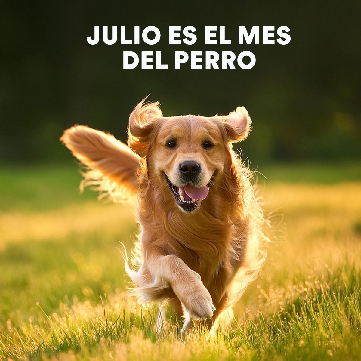 Petco: un llamado a la adopción responsable en México en el Día Mundial del Perro Petco: un llamado a la adopción responsable en México en el Día Mundial del Perro