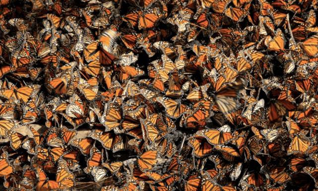 MARIPOSA MONARCA ALZA EL VUELO Y DUPLICA SU PRESENCIA EN MÉXICO MARIPOSA MONARCA ALZA EL VUELO Y DUPLICA SU PRESENCIA EN MÉXICO