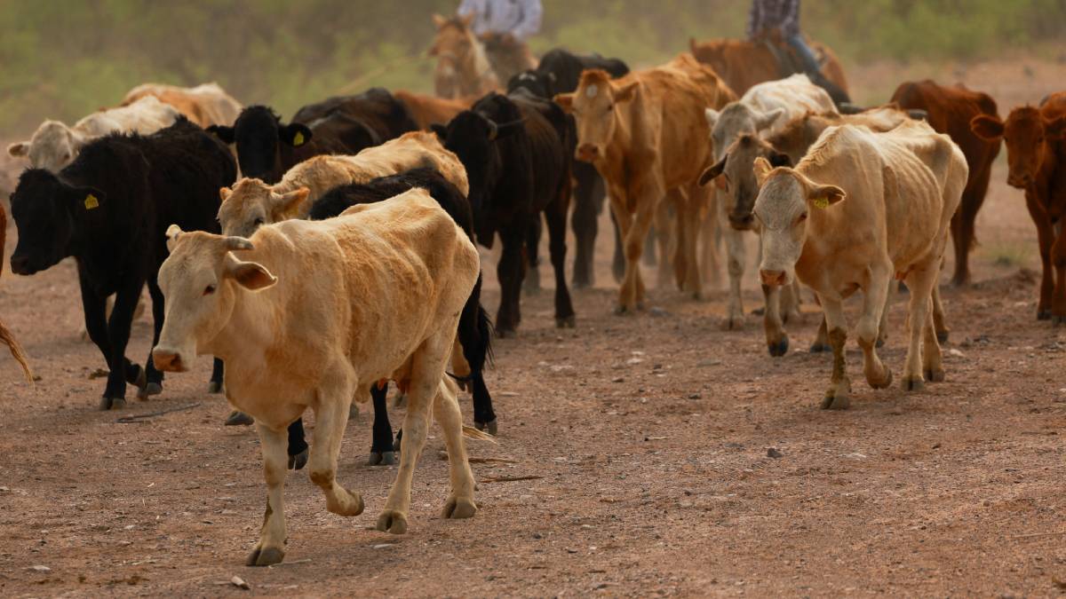 EE. UU. cierra otra vez frontera a ganado mexicano por nuevo caso de brote de gusano barrenador EE. UU. cierra otra vez frontera a ganado mexicano por nuevo caso de brote de gusano barrenador