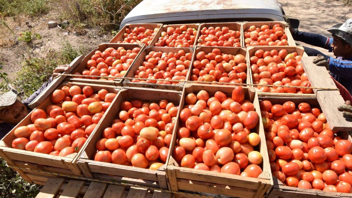 México fija precios mínimos de exportación para el jitomate fresco; el acuerdo ya está en vigor México fija precios mínimos de exportación para el jitomate fresco; el acuerdo ya está en vigor