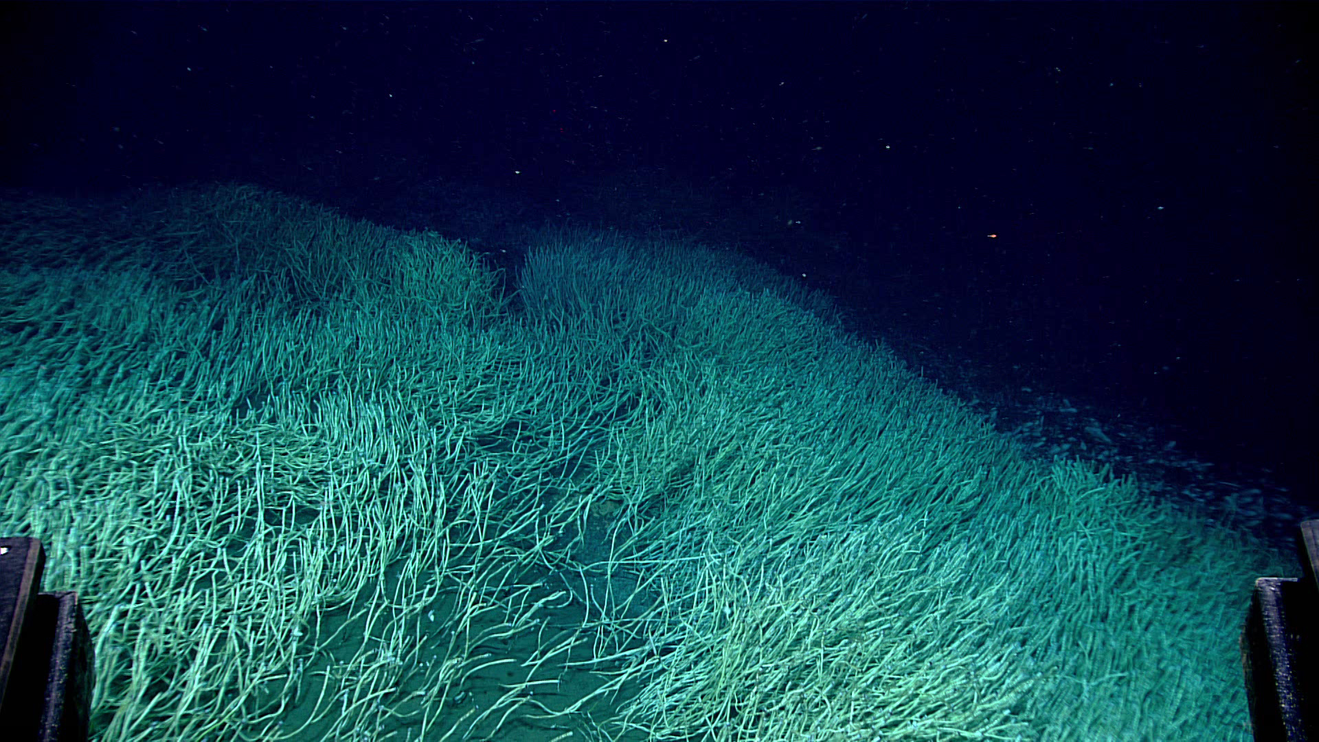 Descubren un ecosistema marino “oasis” a casi 10 km de profundidad entre Rusia y Alaska Descubren un ecosistema marino “oasis” a casi 10 km de profundidad entre Rusia y Alaska