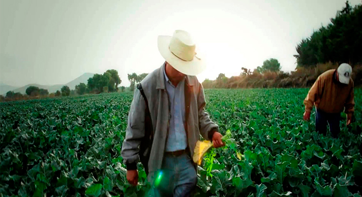 “Estamos frente a una catástrofe alimentaria”: trabajadores agrícolas afirman que Trump utilizará al maíz como arma de presión “Estamos frente a una catástrofe alimentaria”: trabajadores agrícolas afirman que Trump utilizará al maíz como arma de presión