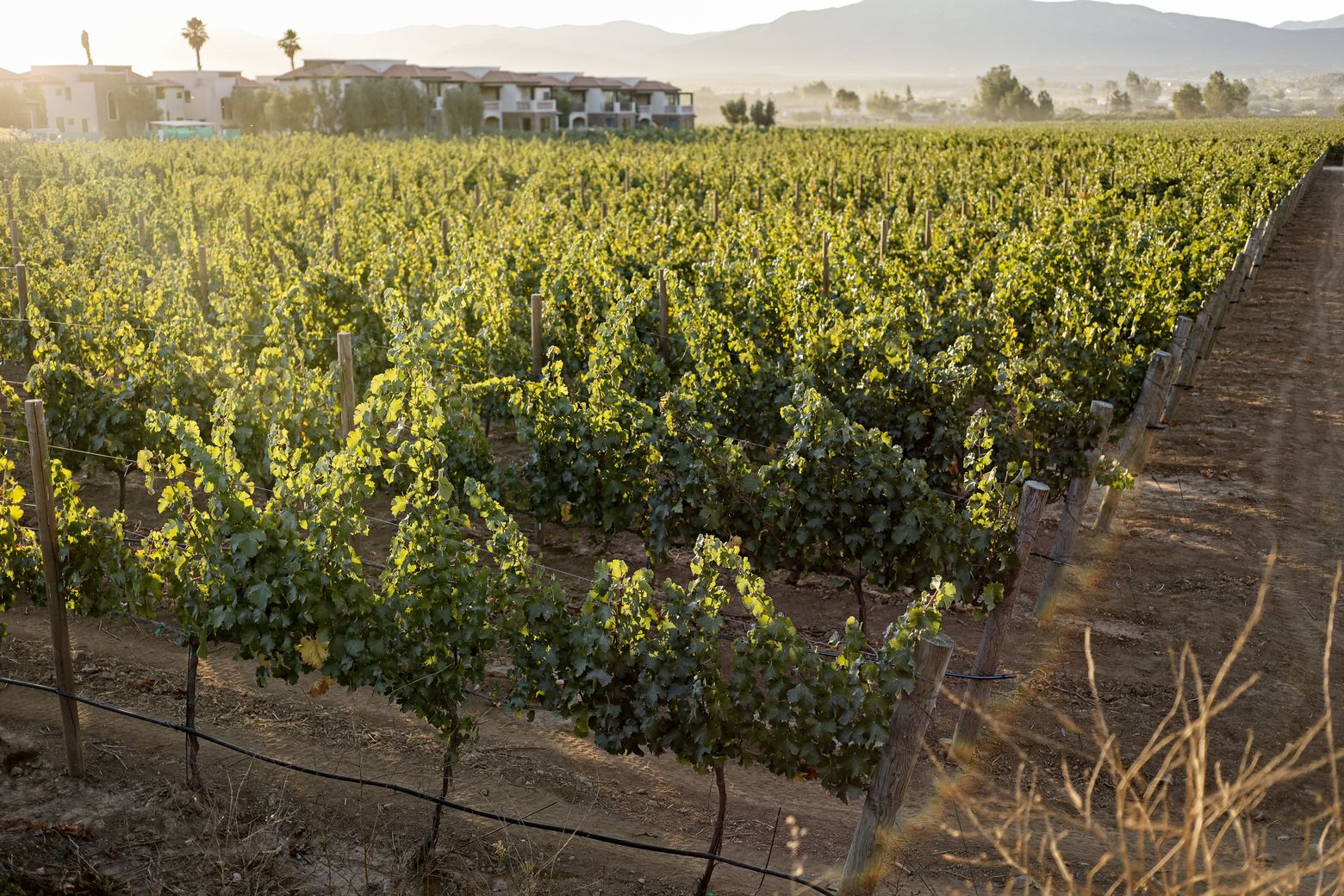 El Cielo Resort marca tendencia en la expansión vitivinícola y turística del Valle de Guadalupe El Cielo Resort marca tendencia en la expansión vitivinícola y turística del Valle de Guadalupe
