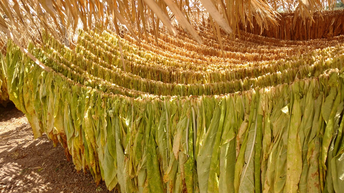 Mayor carga fiscal a tabacos provocaría desempleo y caída en producción en campos de tabaco Mayor carga fiscal a tabacos provocaría desempleo y caída en producción en campos de tabaco