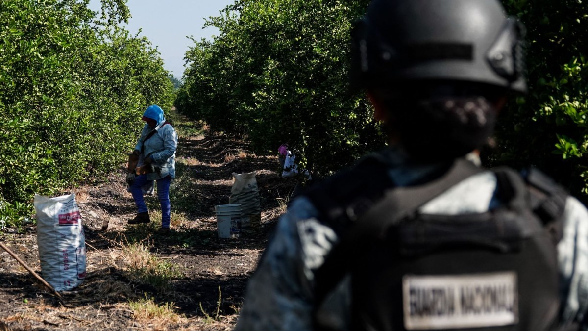 Harfuch confirma detención de Rigoberto “N”, extorsionador de limoneros en Michoacán Harfuch confirma detención de Rigoberto “N”, extorsionador de limoneros en Michoacán