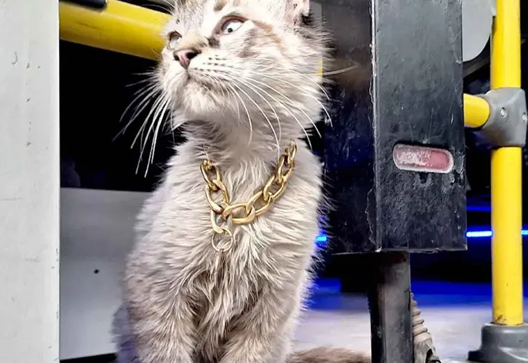 Roban a “Zafiro”, el querido gatito microbusero de Puebla; piden ayuda para encontrarlo Roban a “Zafiro”, el querido gatito microbusero de Puebla; piden ayuda para encontrarlo